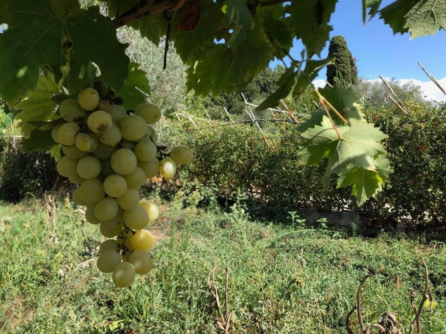 Вілла La Vigna Agriturismo Сієна Екстер'єр фото