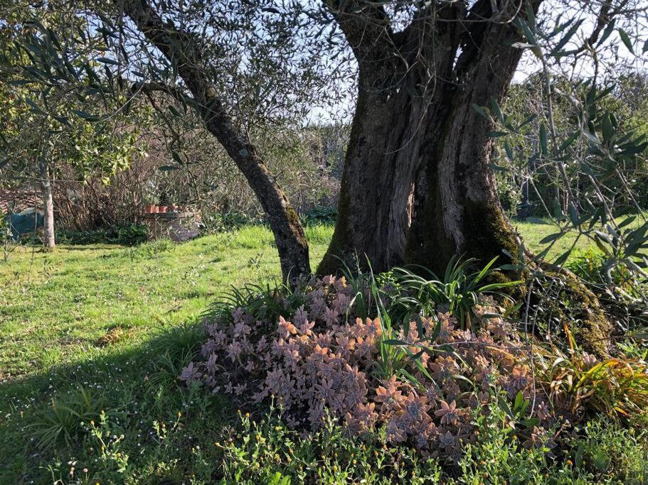 Вілла La Vigna Agriturismo Сієна Екстер'єр фото