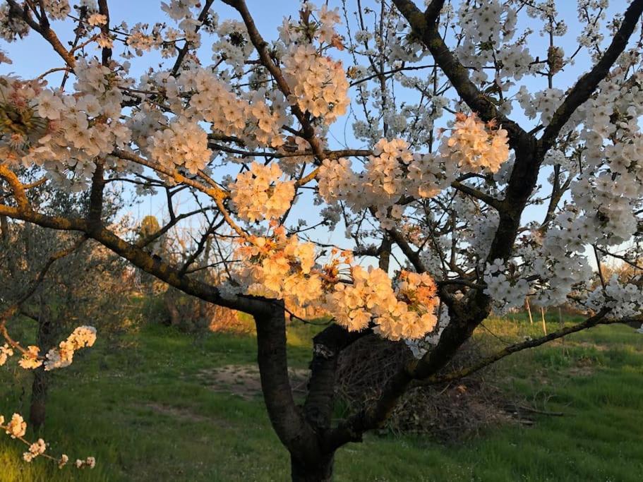 Вілла La Vigna Agriturismo Сієна Екстер'єр фото